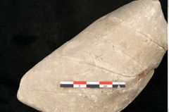 Foto (Detailansicht) von Credneria denticulata Zenk. (NHMW-GEO-2024-0188-10599)